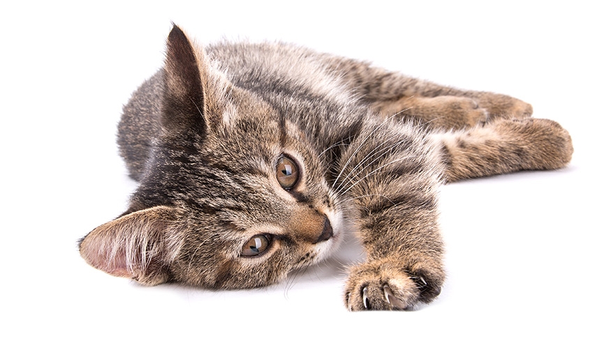 貓剪指甲全攻略-挑選貓指甲鉗-安全修剪步驟-常見問題解答